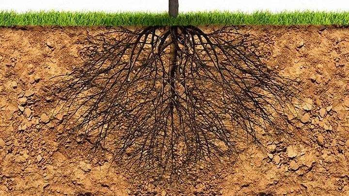 土壤環(huán)境檢測(cè) 土壤環(huán)境檢測(cè)